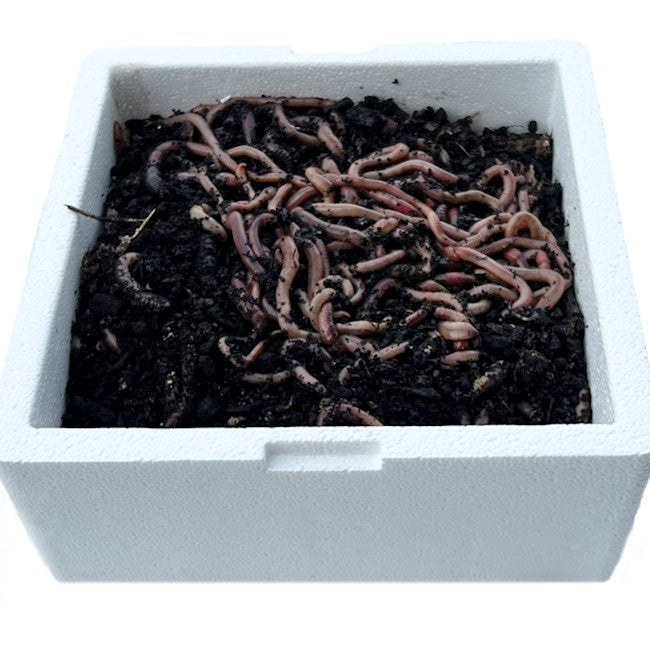 NEON green LARGE fishing worms flat of 100 (not a composting worm)
