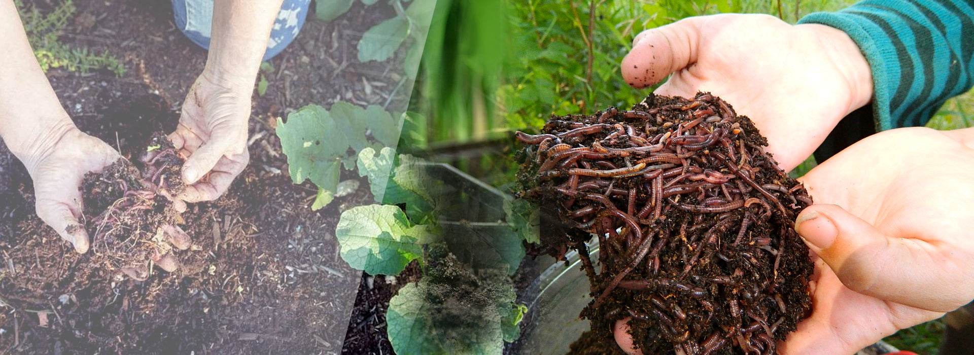 Vers de compostage utilisé dans un jardin - Vers L'Avenir