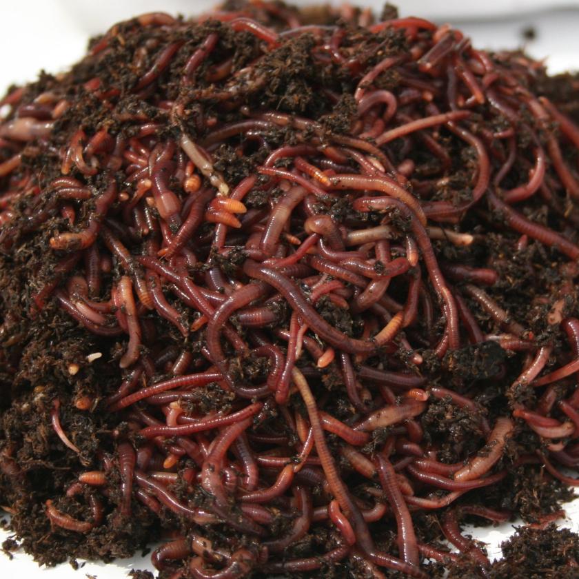  250+ Red Wiggler Earthworms, Organic and Sustainably Raised :  Patio, Lawn & Garden