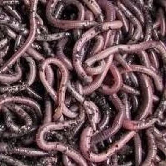 African Nightcrawlers ANC worms ***Delivery has started for summer 202 –  Vers L'avenir