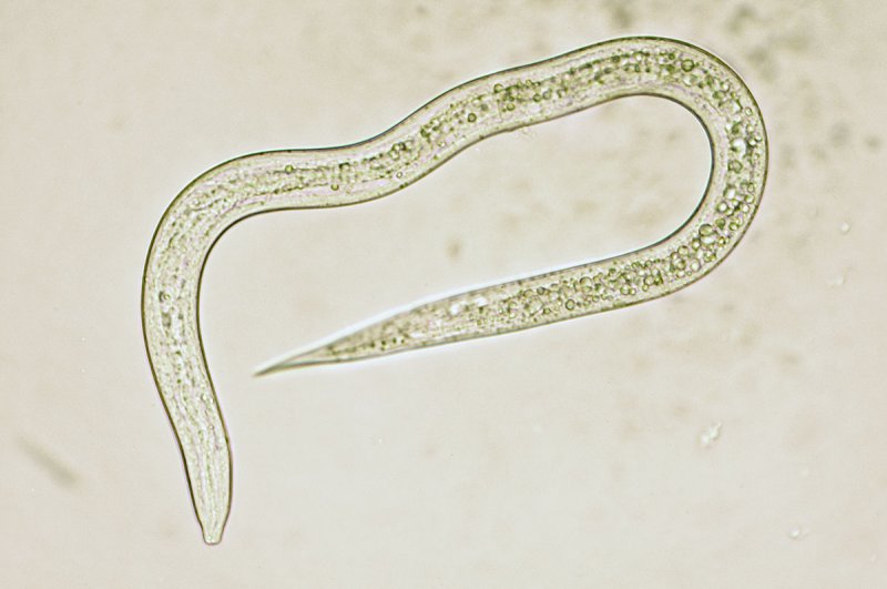 Nématodes Steinernema feltiae