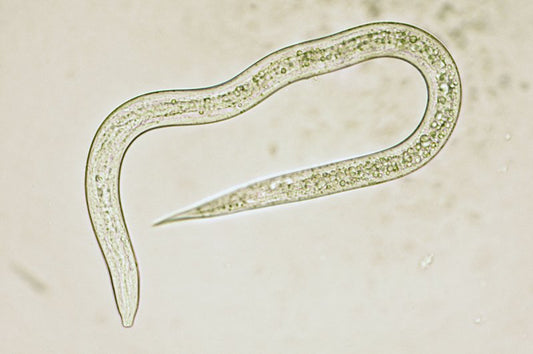 Nématodes bénéfiques