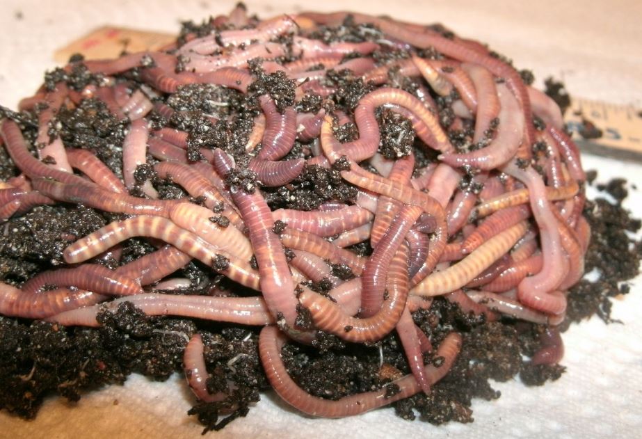 Pure European Nightcrawler Composting or Fishing Worms (SC