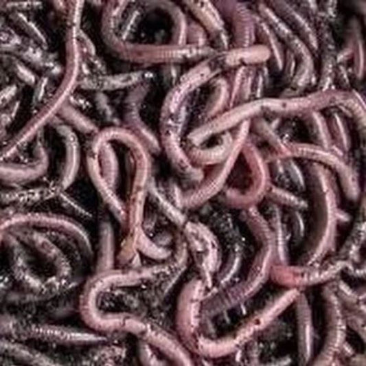 African Nightcrawlers ANC worms ***Delivery has started for summer 2023 ***