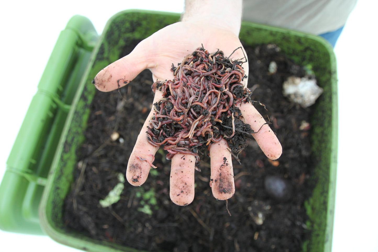 Vermicomposteur Hungry Bin CFT (Vers à 33%)  ---DE RETOUR EN STOCK pour 2023---