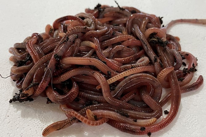 ** NOUVEAU 2023 ** Sac vermicomposteur Worm Hotel XL