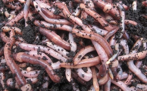 Compost worms European Night Crawler (Super Reds) (Hybrid) ** IN STOCK **